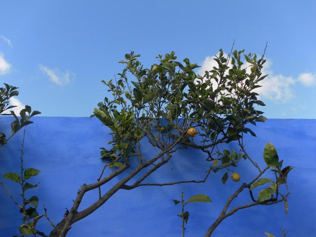 Lemon Tree Hostel Areia Branca Exterior foto